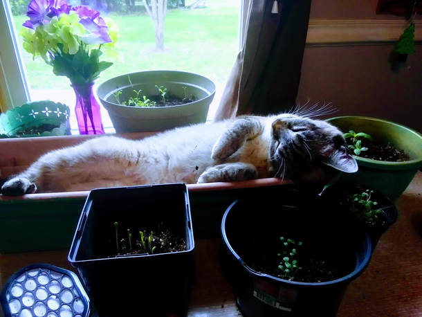 Well there goes my tray of flowers