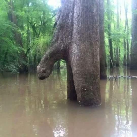Well theres some morning wood