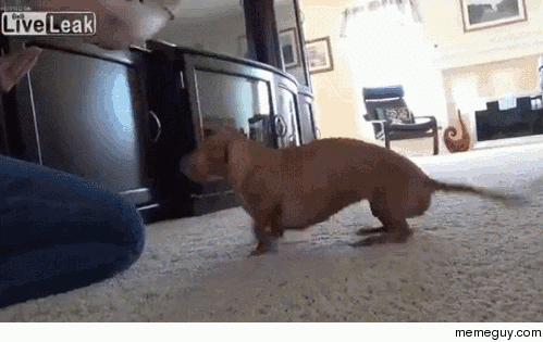 Well Trained Puppy