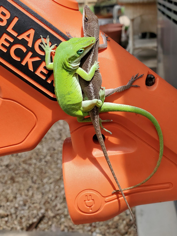 Welp I suppose the yard work can wait just a few more minutes IfLooksCouldKill