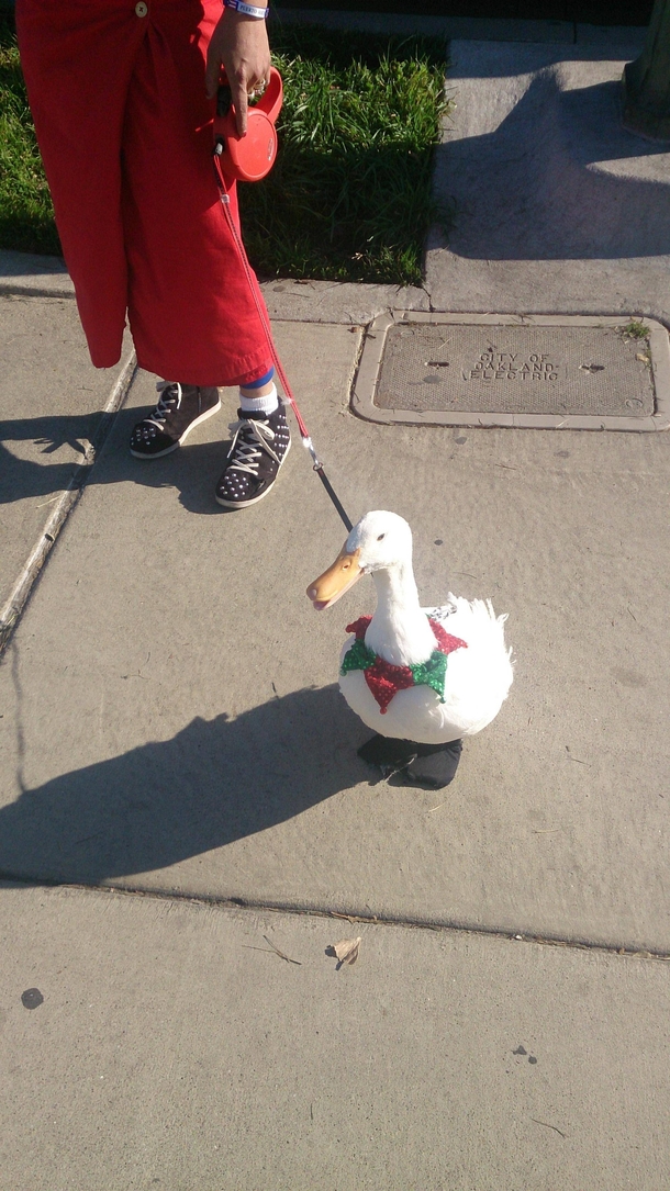 Went for a walk ran into this handsome devil