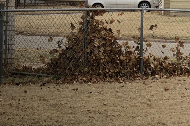 Went from having to rake the yard to having to rake the fence Thanks Mother Nature