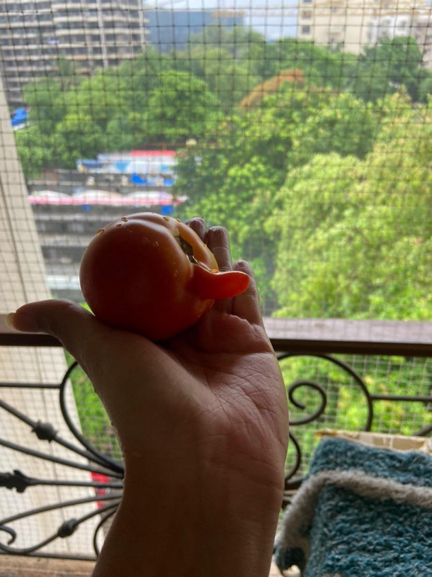 Went on a grocery run found a tomato that grew a dick