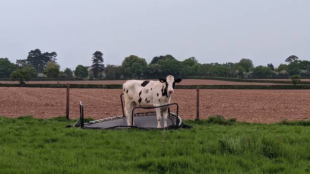 Went out to the backyard and caught one of the cows standing on my sons trampoline