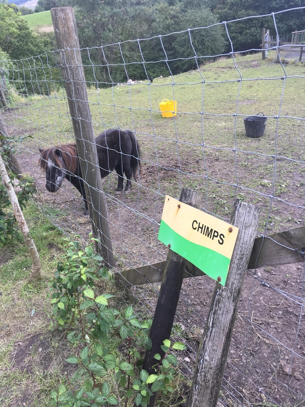 Went to a monkey sanctuary today