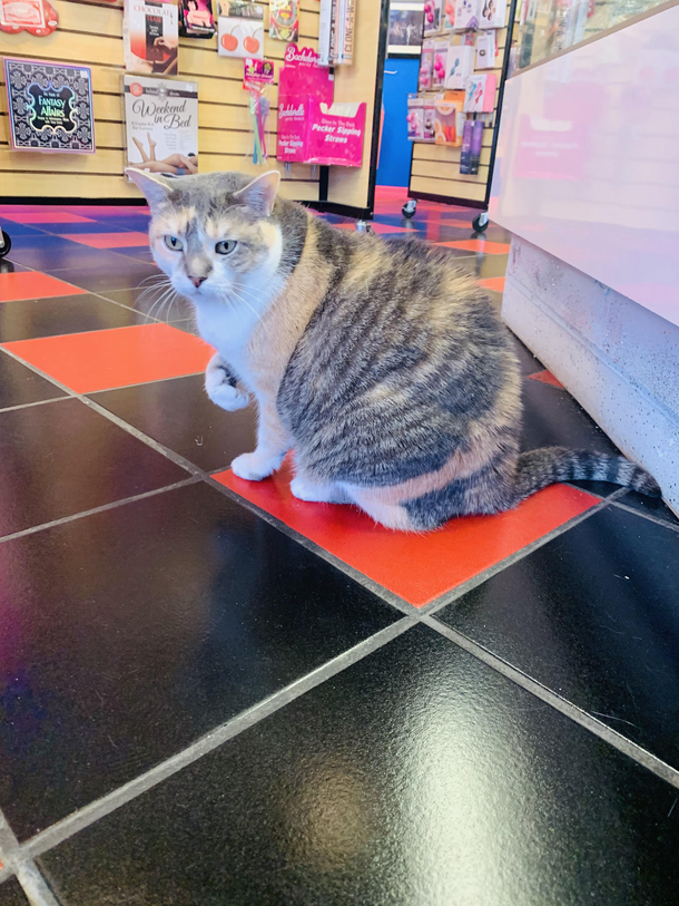 Went to a sex shop found some pussy 