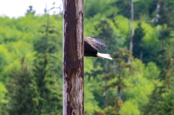 Went to Alaska to photograph eagles Ill keep trying