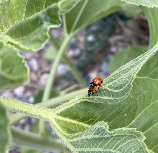 Went to check on my sunflowers and interrupted a little ladybug lovin