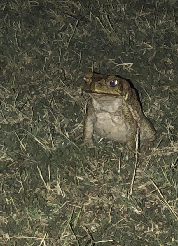Went to check the mail after work with my phone light bright and expecting a snake Instead found a toad Hes pissed off by your attitude by the looks