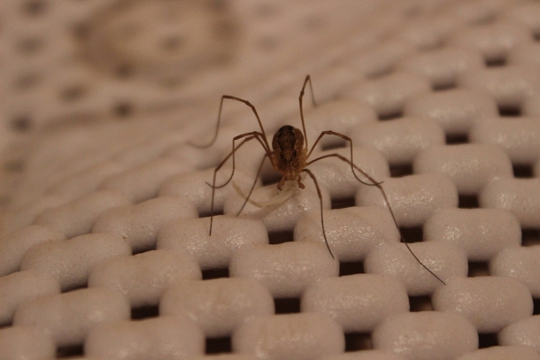 Went to clean my bathtub and found a spider wielding a toenail as a weapon The house is his now