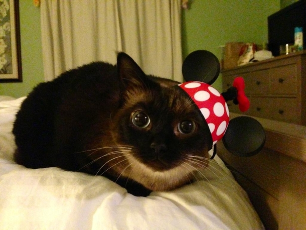 Went to Disney and brought my cat a souvenir
