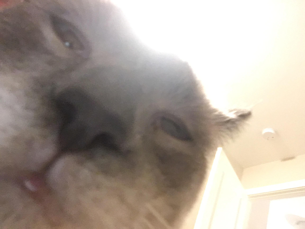 Went to my friends house and took some pictures of his cat and