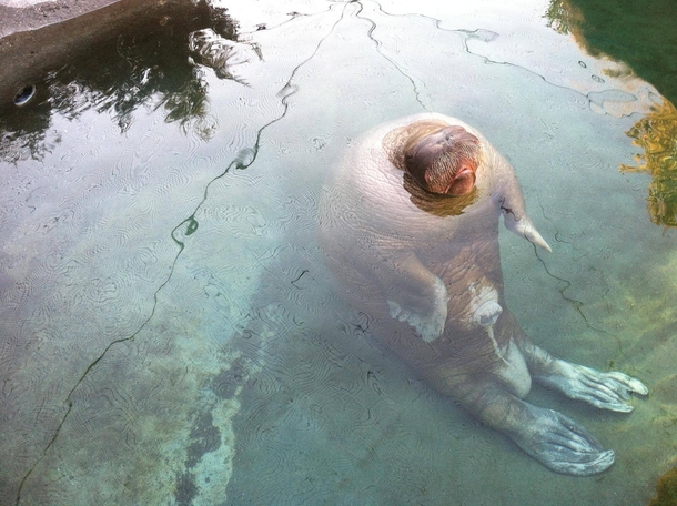 Went to the zoo yesterdayfound this guy just sitting like this making fart noises at everyone that walked by