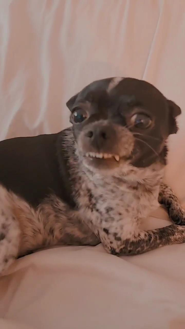 Were only a few days into  and I think Ive already taken the best picture of my dog for the year