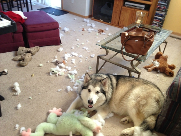 Were only gonna be gone half an hour the dog will be fine by herself