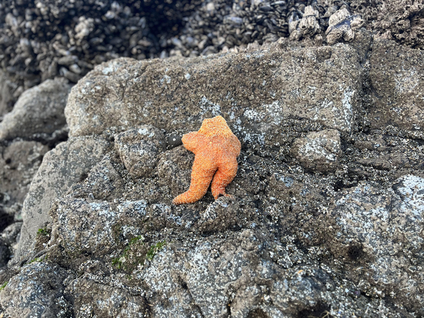Weve all been this starfish I assume