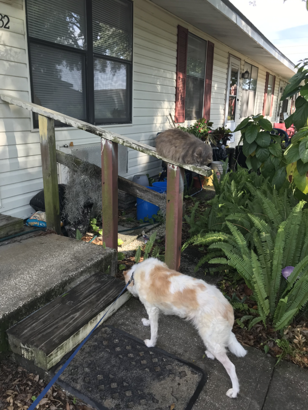 Weve passed this spot twice She still cant find the cat