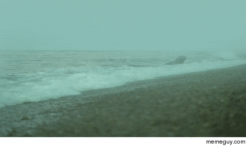 Whale nudges a sea lion