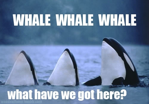 Whale whale whale
