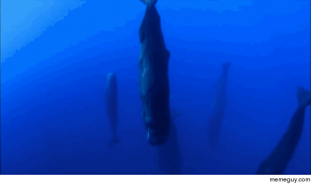 Whales sleep much like humans degrees from how theyre usually positioned throughout the day