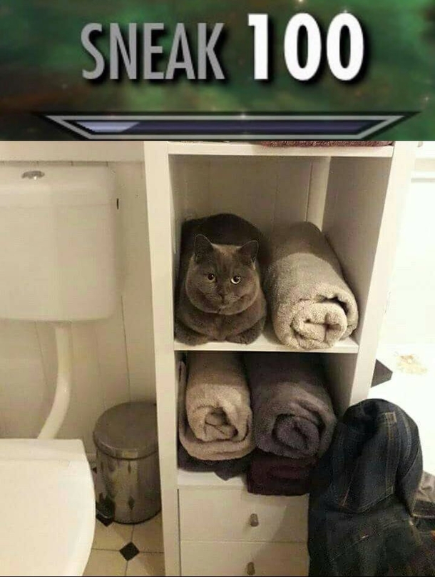 What a cat loaf