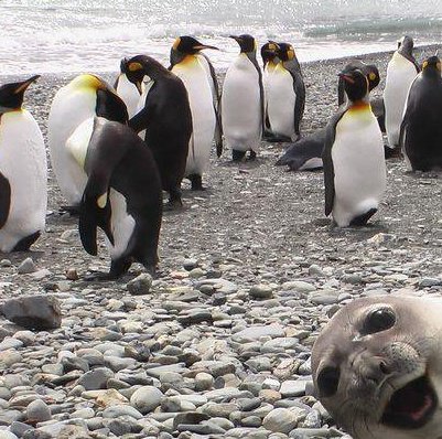 What a goofy seal
