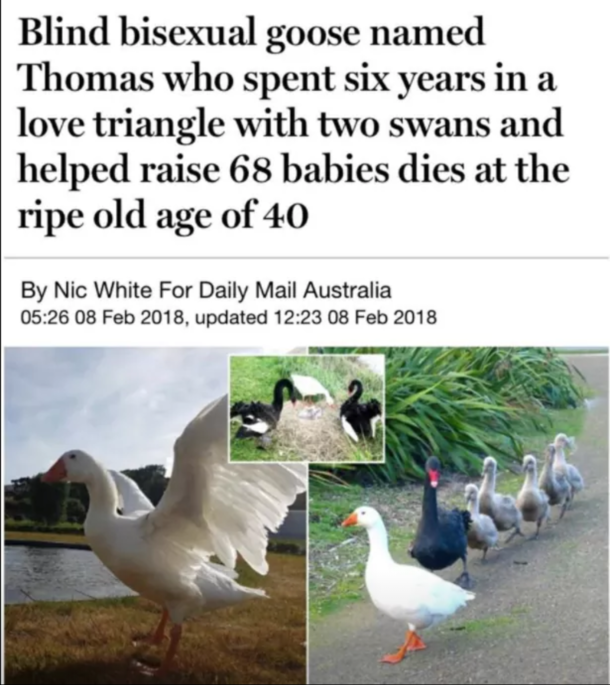 What a headline