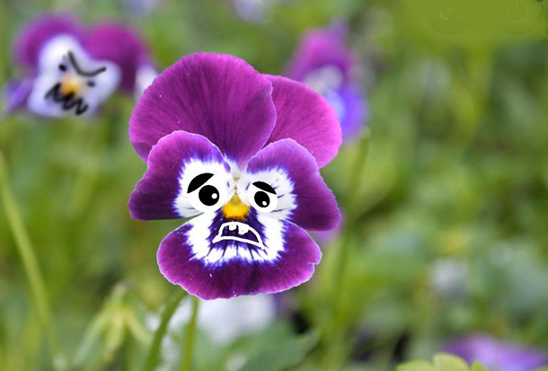 What a pansy