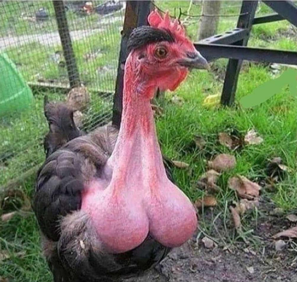 What a strange cock