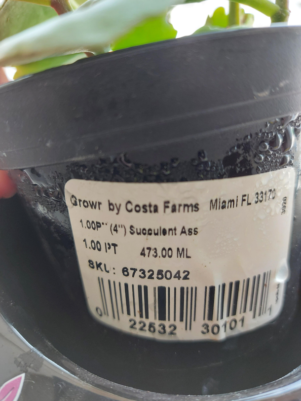 What a succulent ass