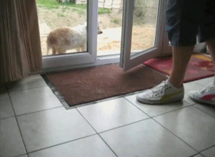 What a well mannered dog