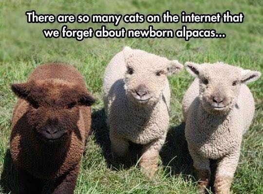 What about baby Alpacas