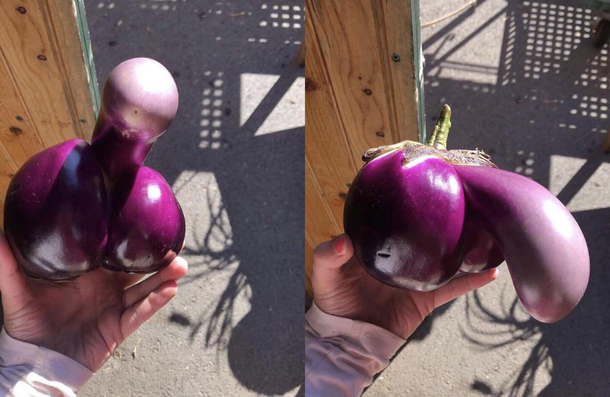 What an inappropriate eggplant