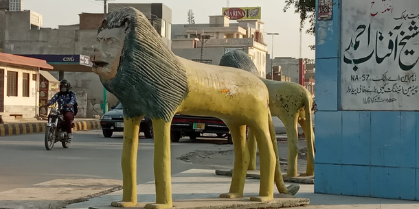What animal is this