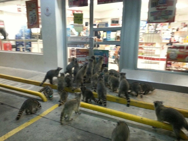 What are these cat things looking at