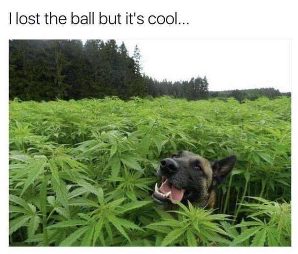 What ball