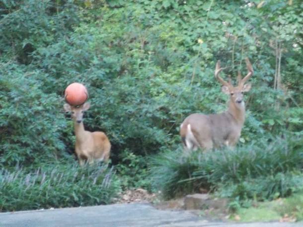 What ball