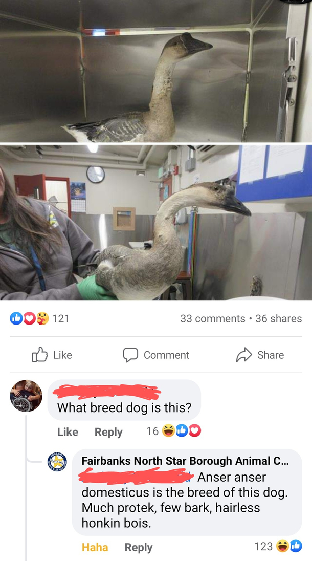 What breed dog is this