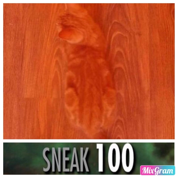 What cat