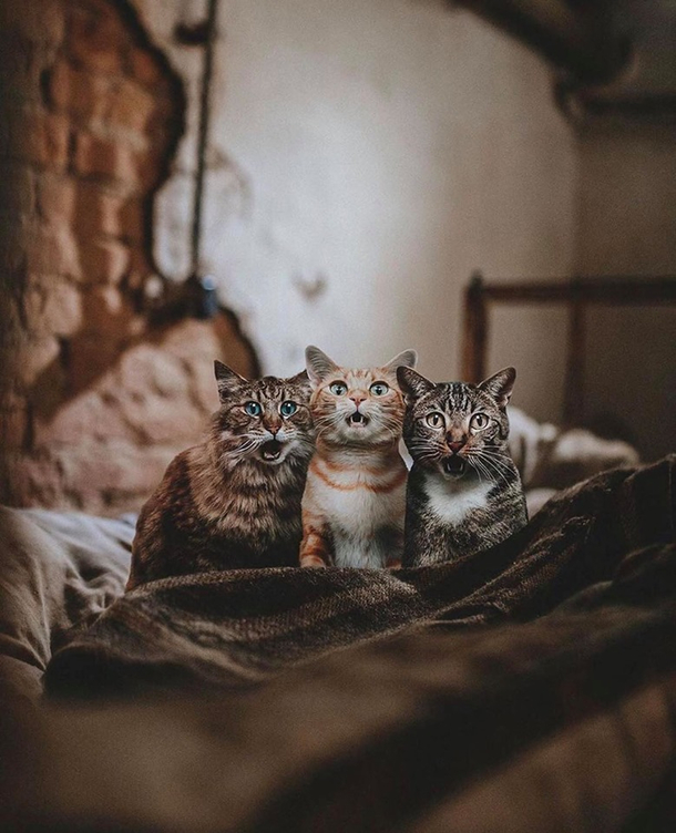 What cats look like  What surprised them 