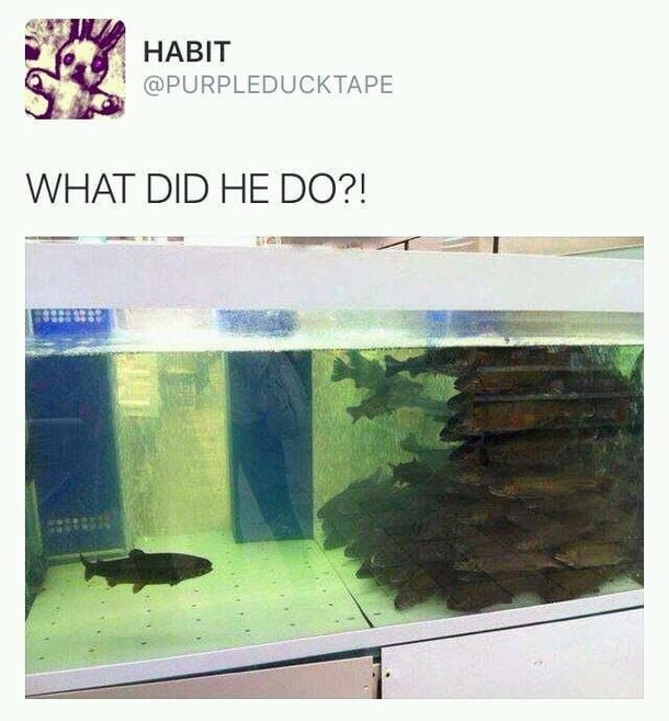 What did he do