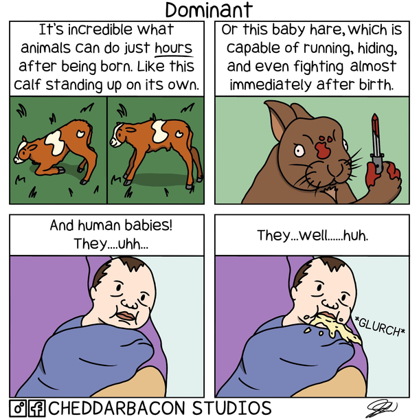 What do human babies even do