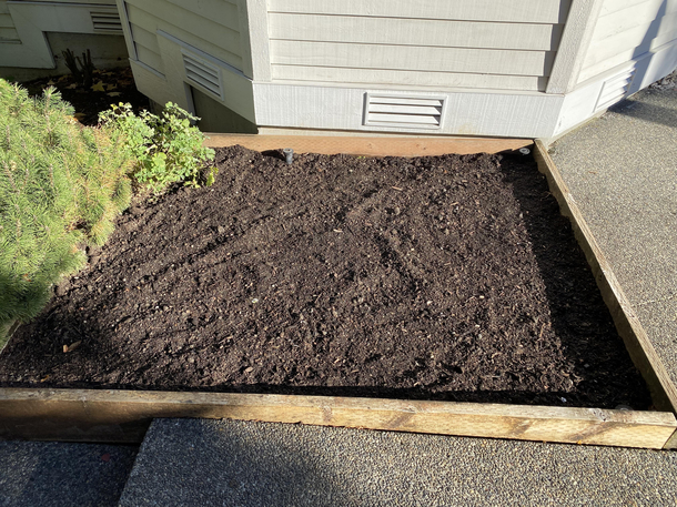 What does Reddit think of my freshly planted tulips