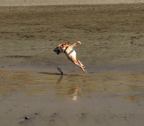 What happens when you take a panoramic photo and your dog runs into the shot