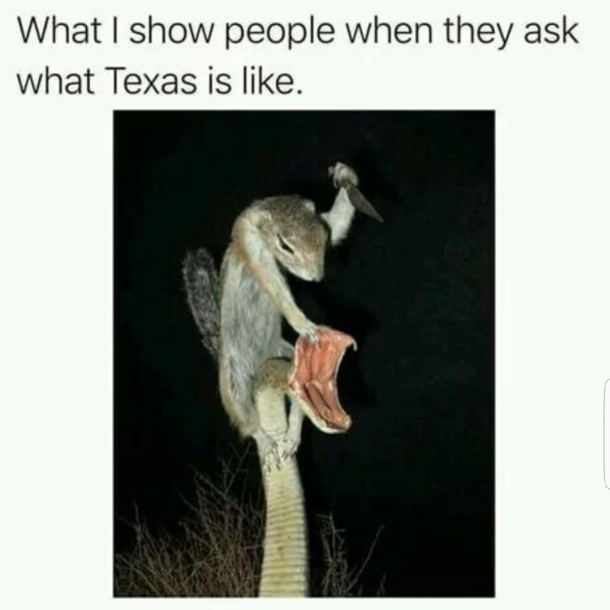 What I show people when they ask what Texas is like