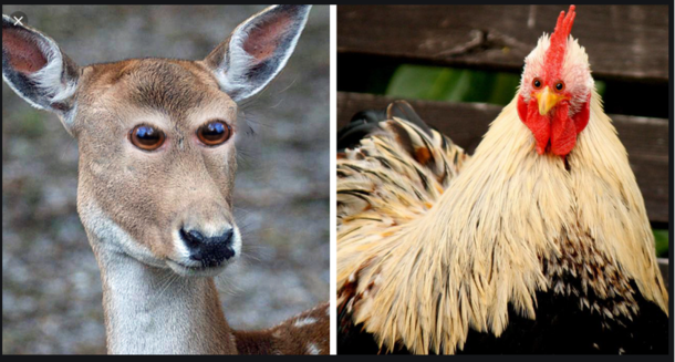 what if some animals had their eyes like this
