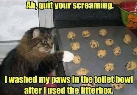 What if the cats made the cookies