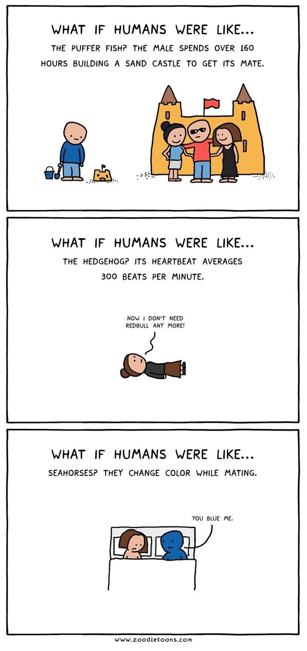 What If We Were More Like The Hedgehog 