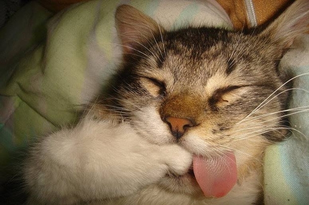 What is he dreaming of