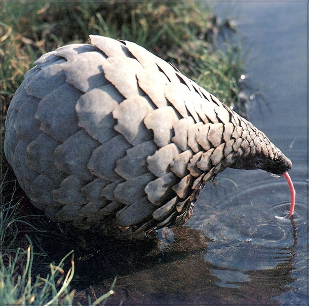 What is that pinecone doing Oh